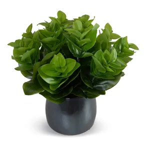 Peperomia Plant